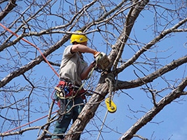 tree-removal