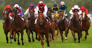 race-horse